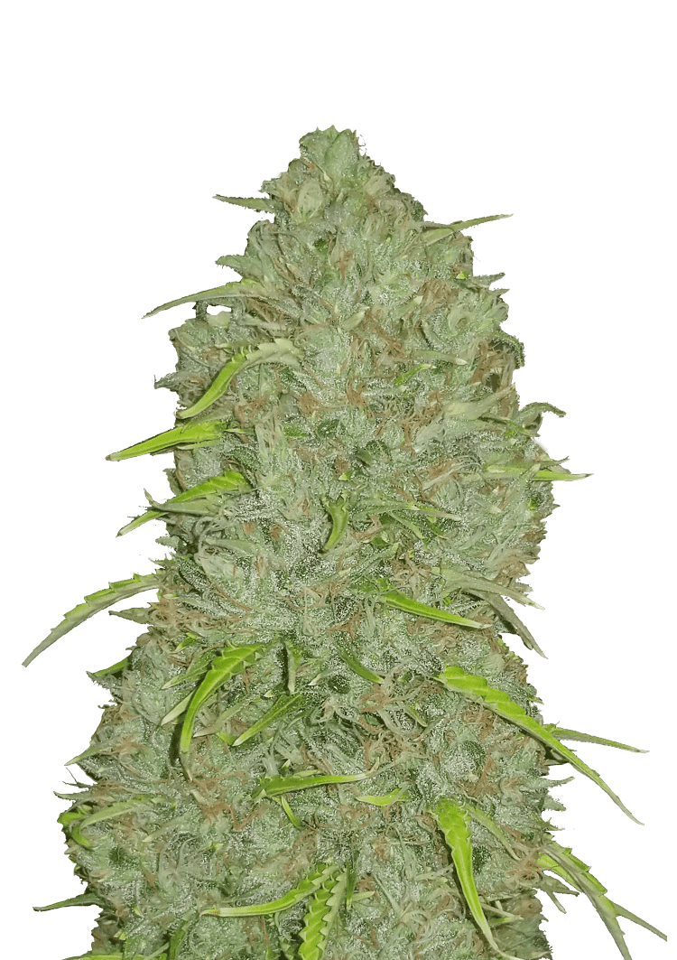 Jack Herer Auto Seeds