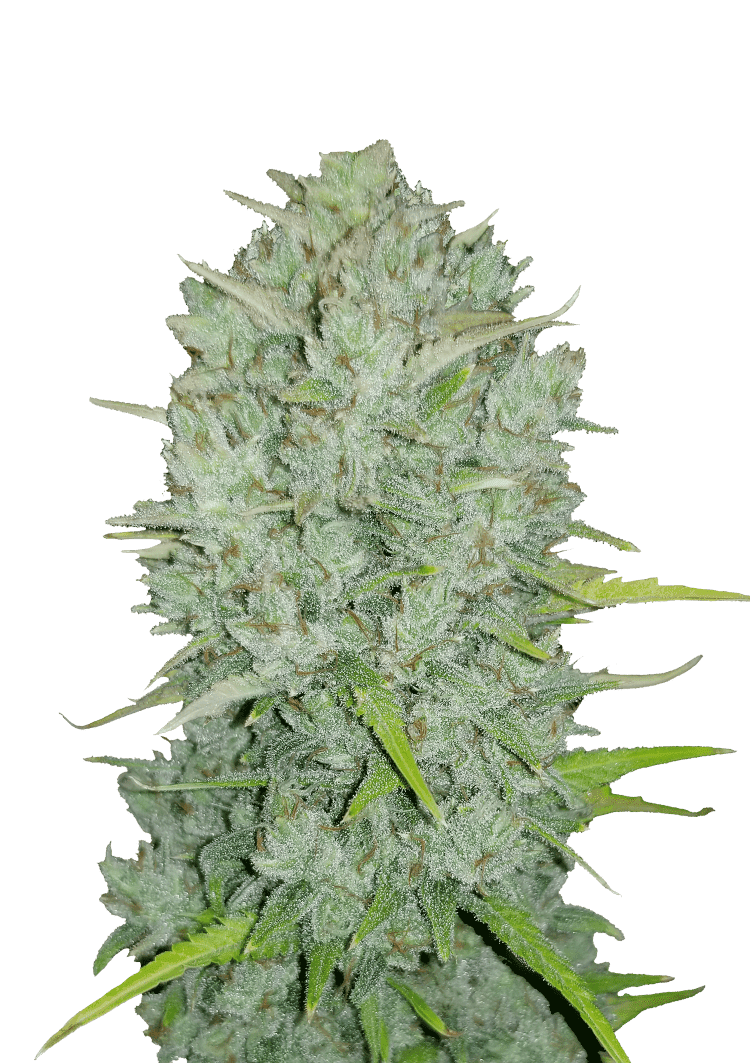 Northern Lights Auto Seeds