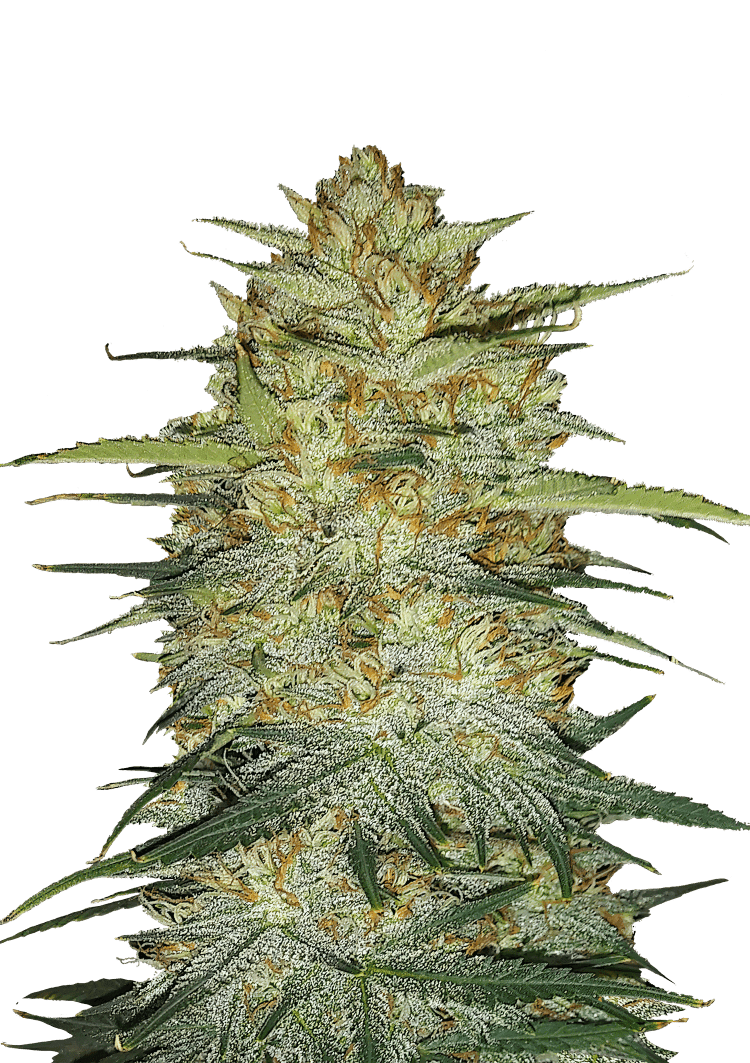 OG Kush Auto for Sale Seeds