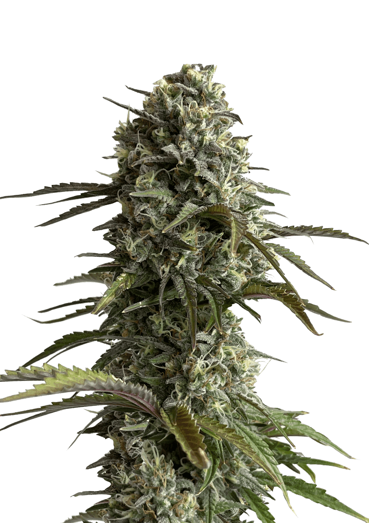 Skunk Auto Seeds