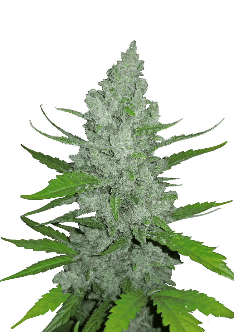 Sour Diesel Auto Seeds