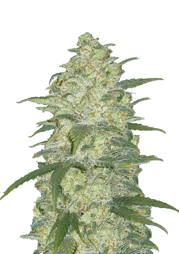White Widow Auto Seeds