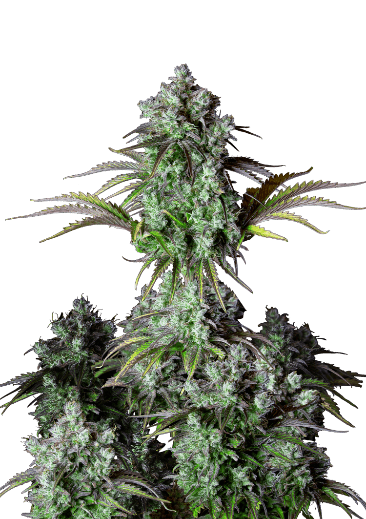 Big Bud Auto Seeds