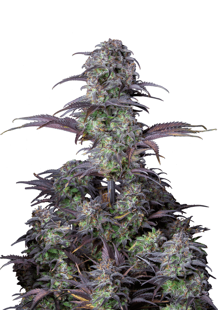 Blueberry Auto Seeds