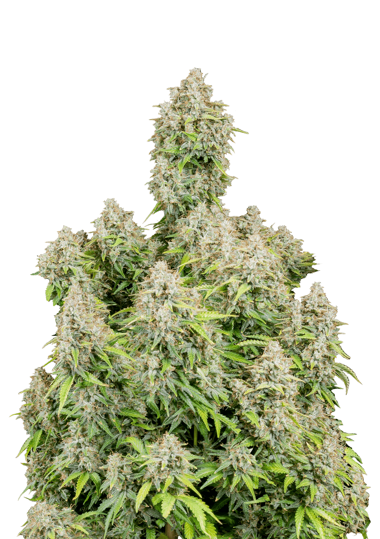 Cinderella Auto Seeds