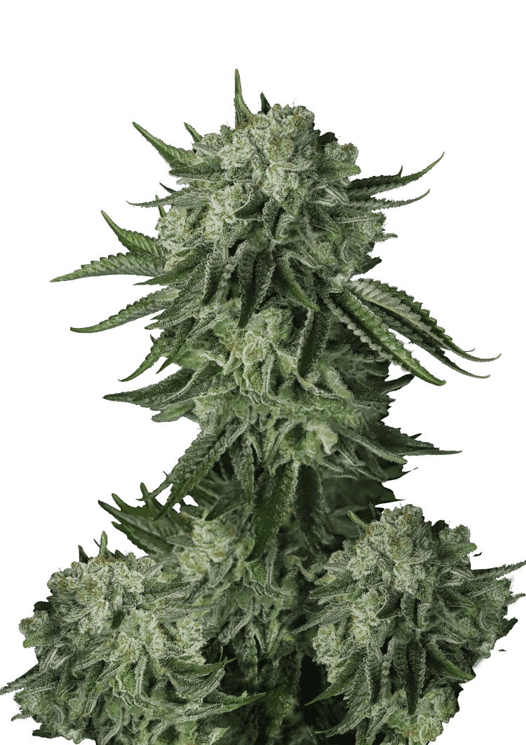Moby Dick Auto Seeds