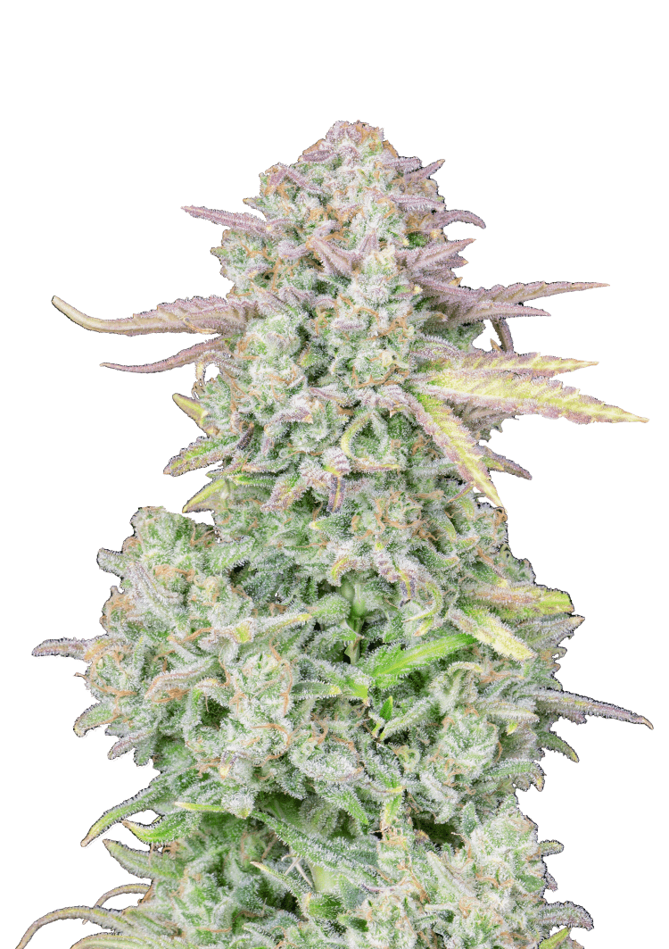 Trainwreck Auto Seeds