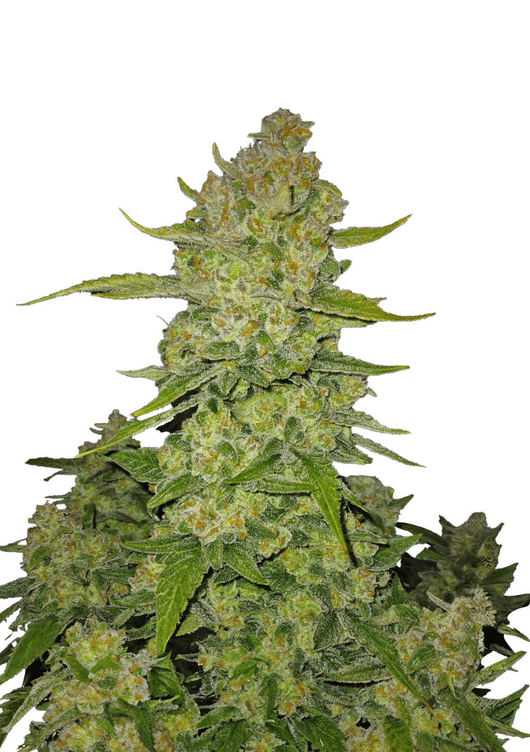 Papaya Cookies Auto Seeds
