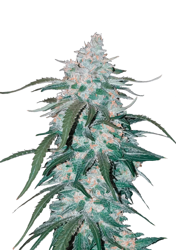 Pineapple Express Auto Seeds