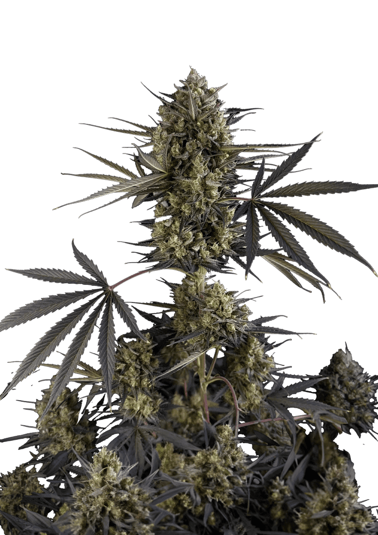 Pound Cake Auto Seeds
