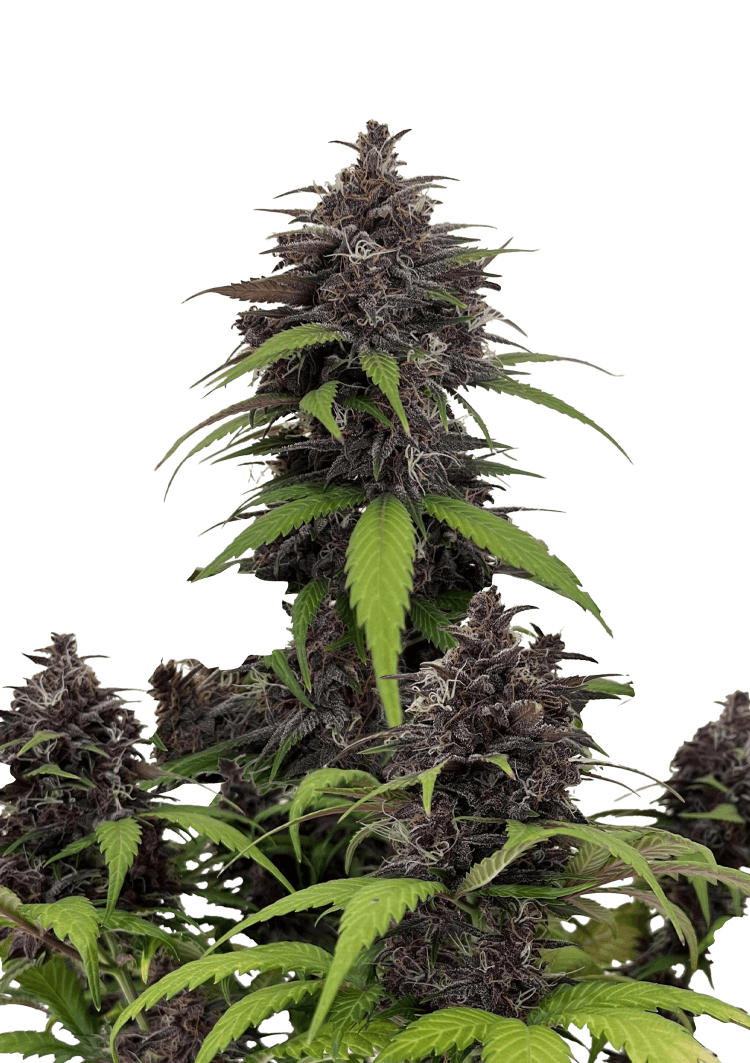 Purple Haze Auto Seeds