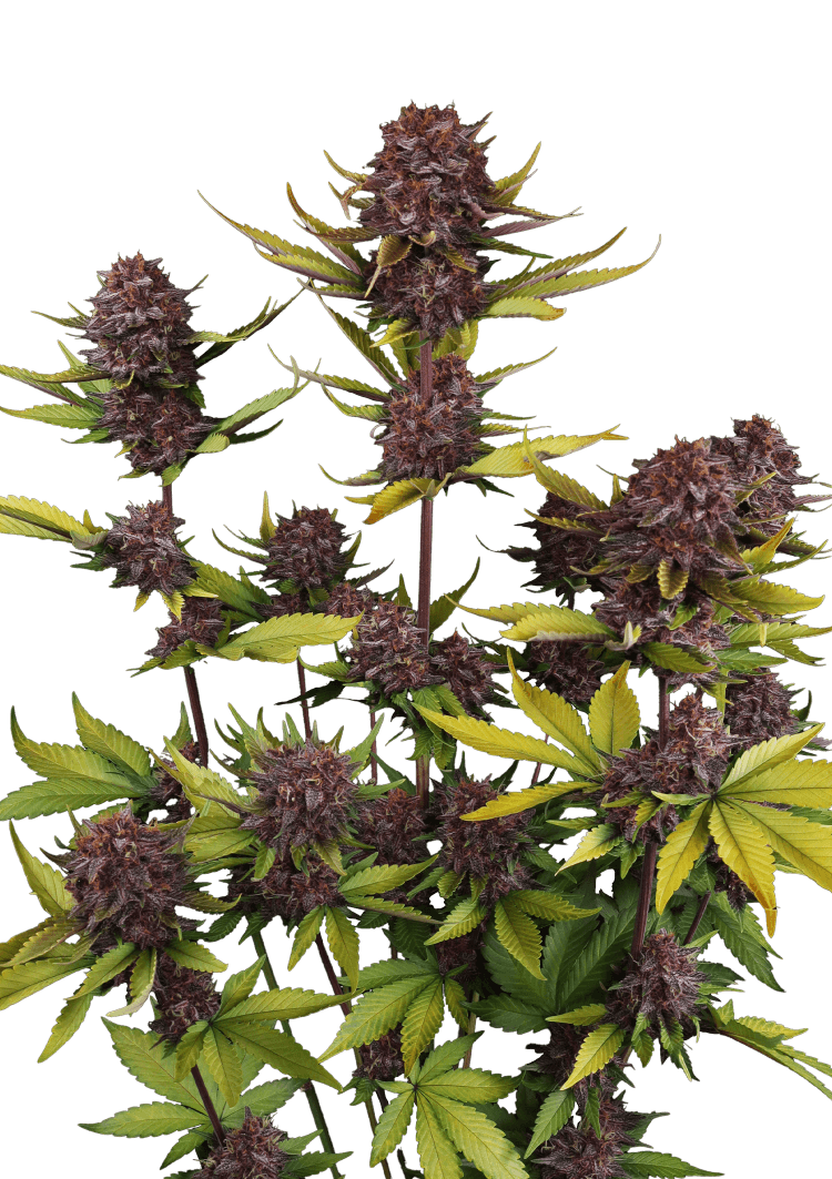 Purple Lemonade Auto RF3 Seeds