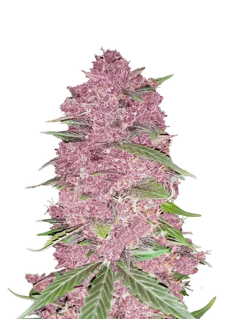 Purple Lemonade Auto Seeds