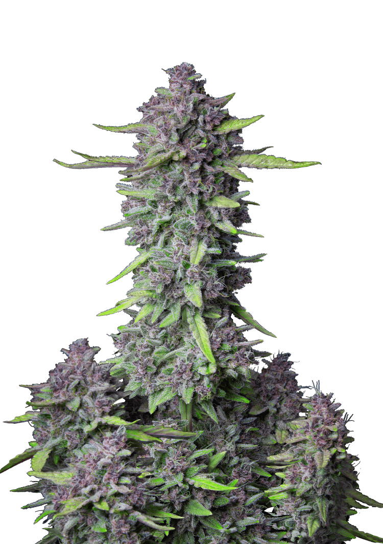 Purple Punch Auto Seeds