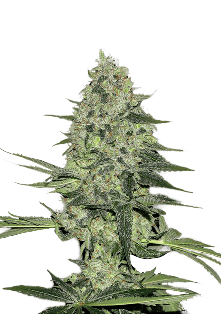 Rhino Ryder Auto Seeds Seeds