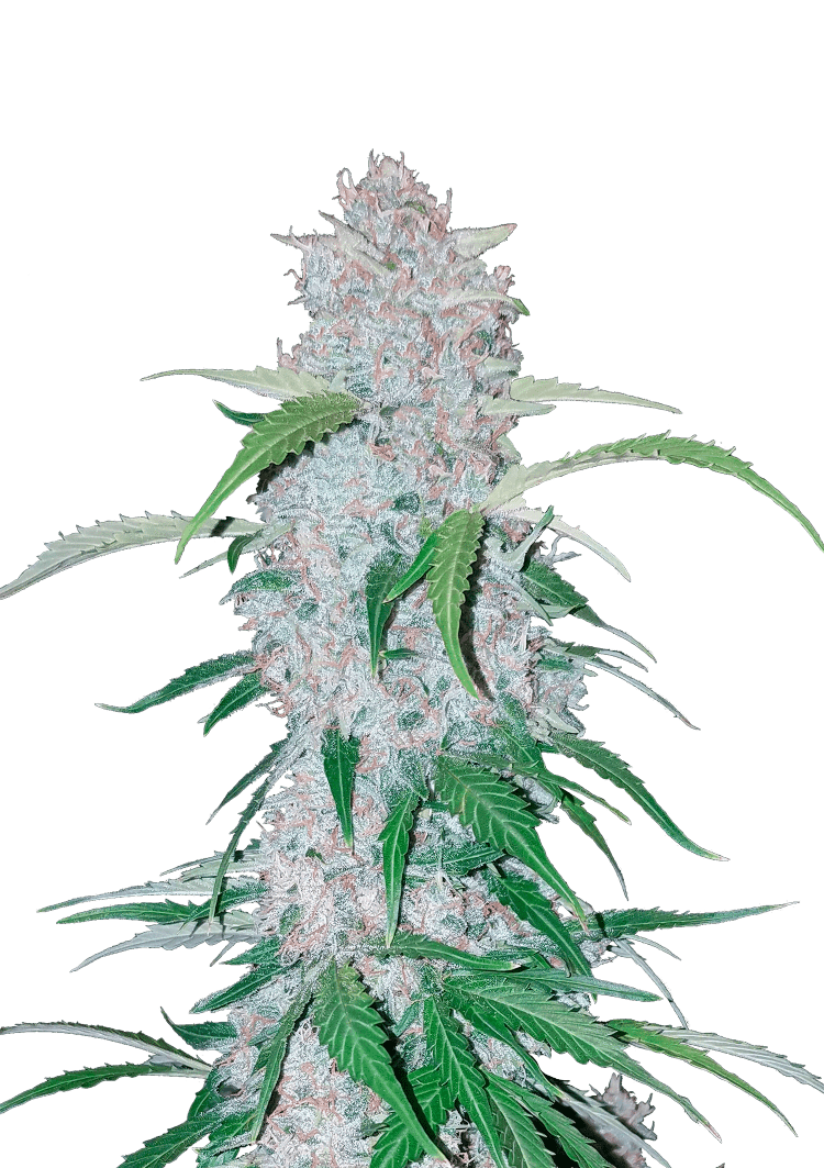 Six Shooter Auto Seeds