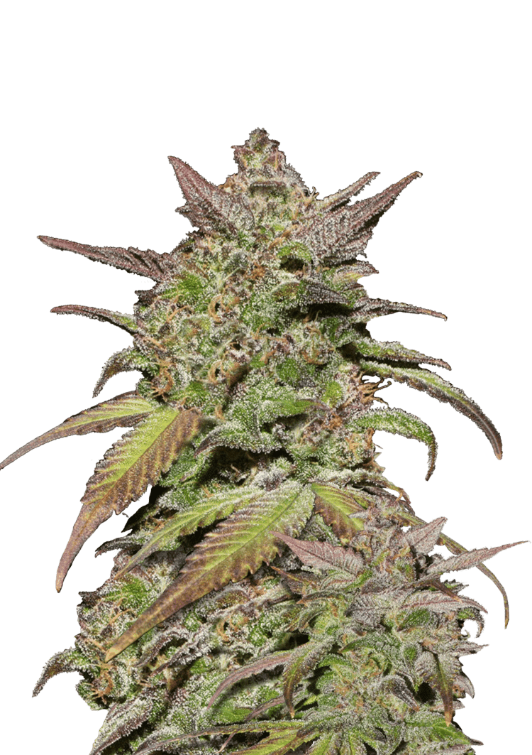 Smoothie Auto Seeds