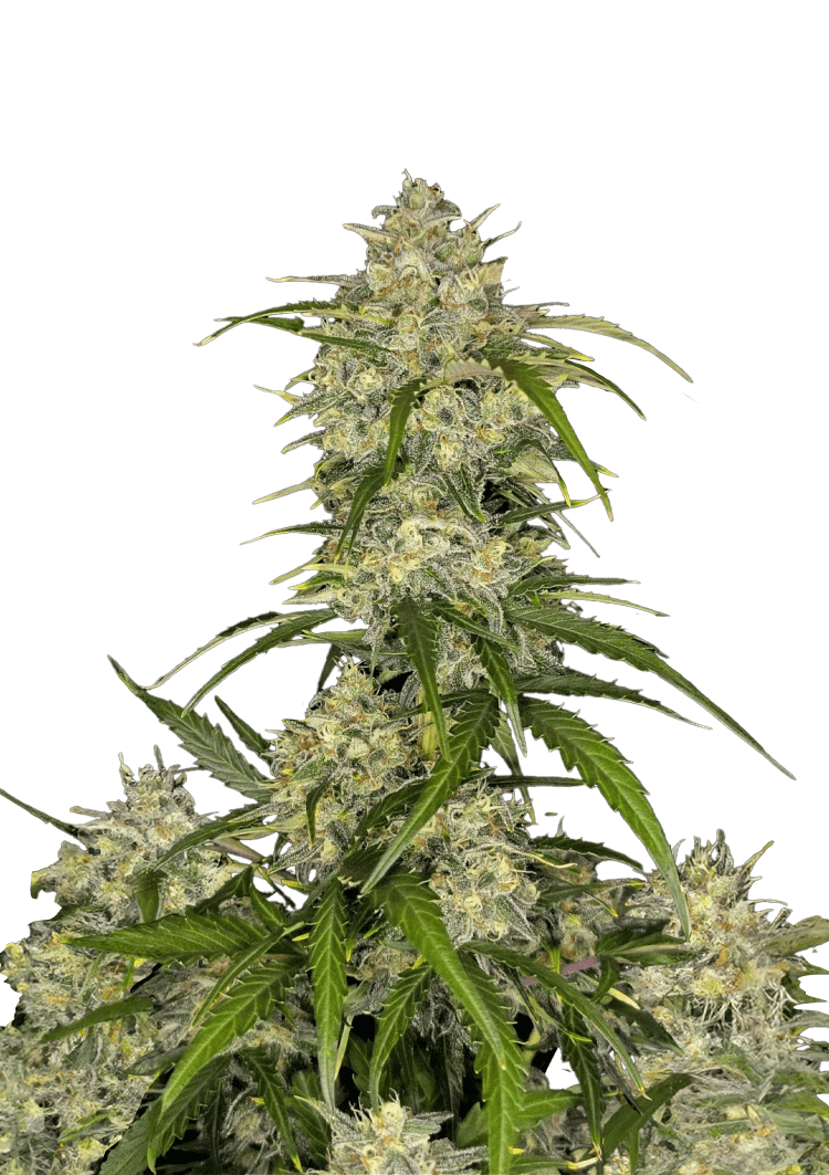 Sour Jealousy Auto Seeds
