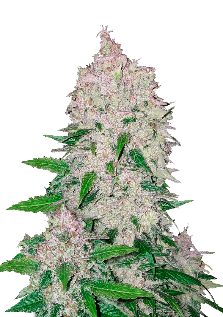 Stardawg Auto Seeds