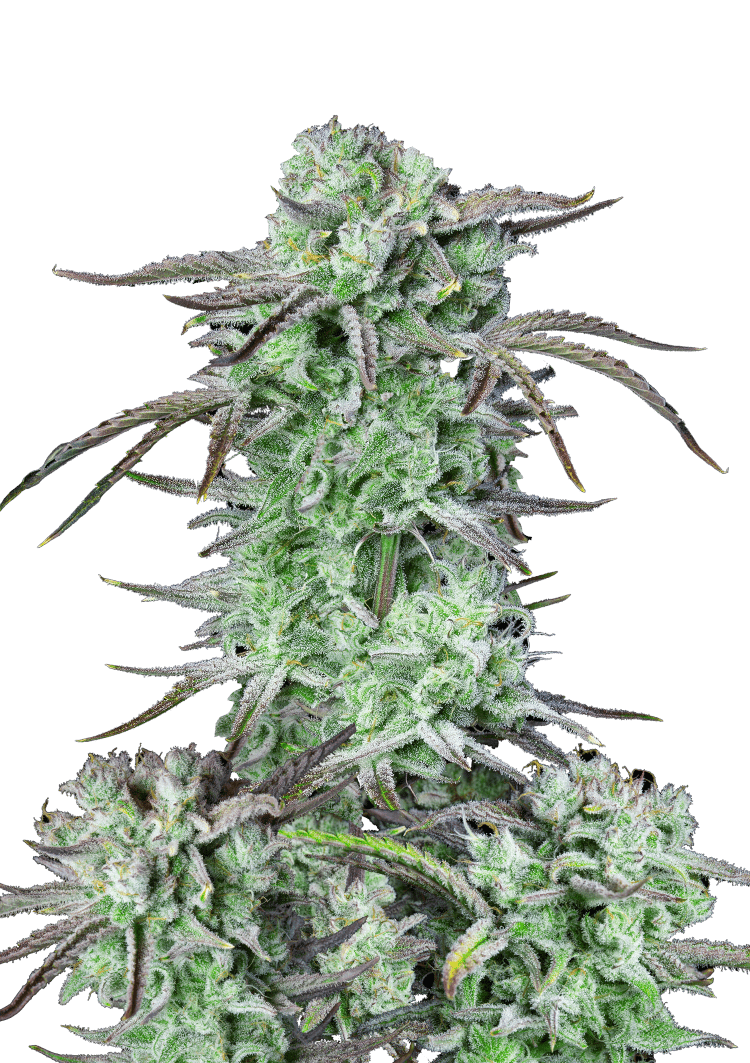 Strawberry Banana Auto Seeds