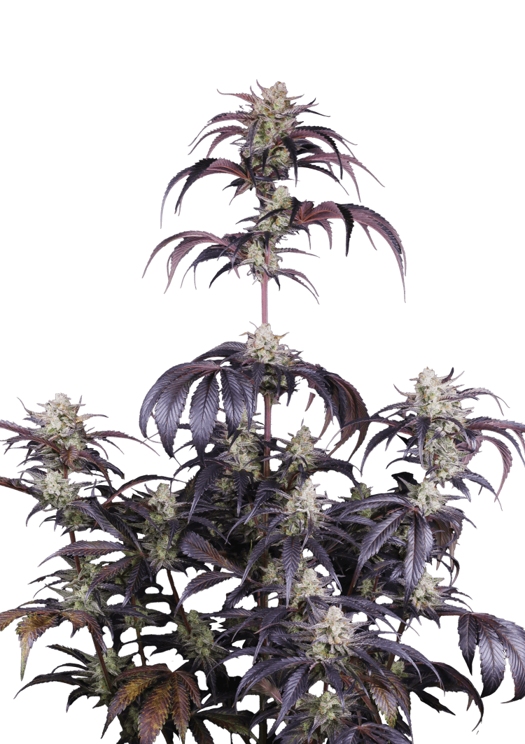 Strawberry Gorilla Auto RF3 Seeds