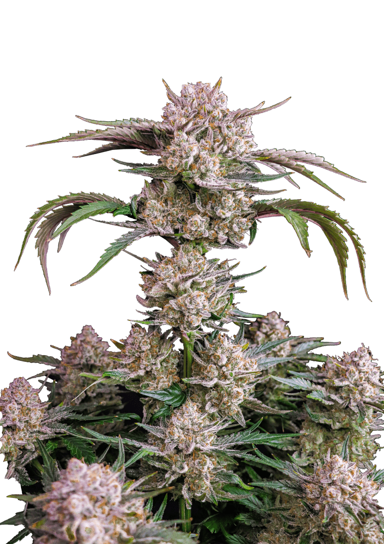 Strawberry Gorilla Auto Seeds