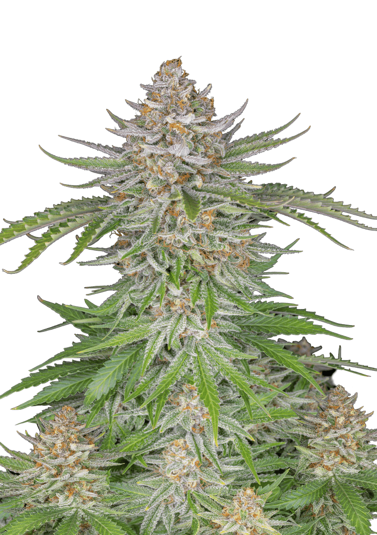 Strawberry Pie Auto Seeds