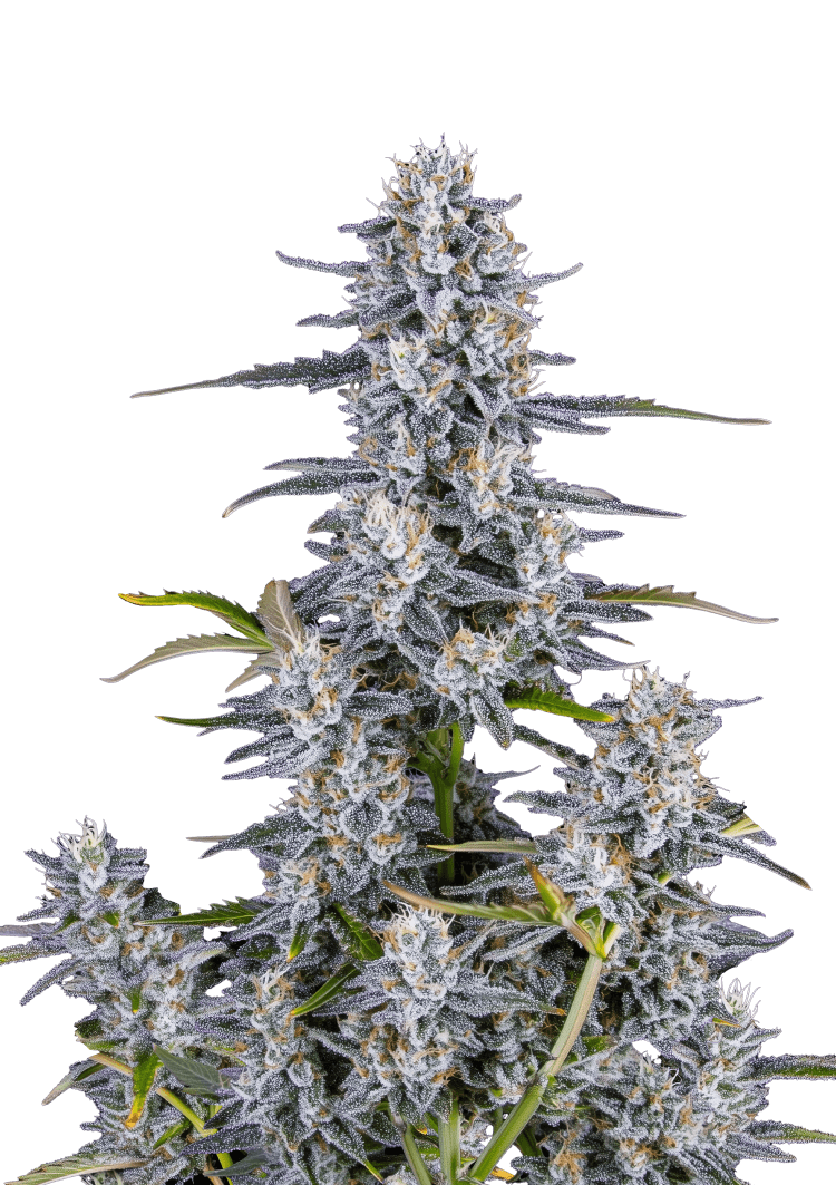 Super Boof Auto Seeds