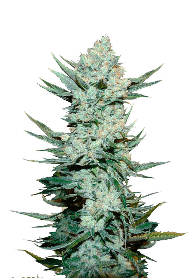 Tangie Auto Seeds