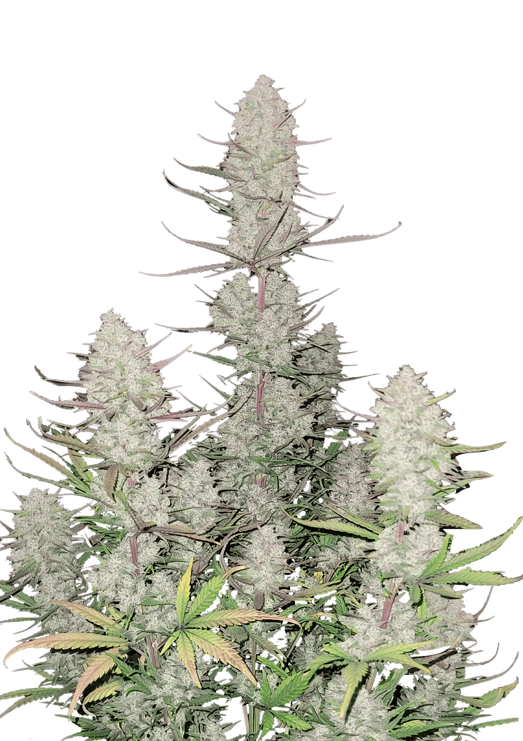 Tropicana Cookies Auto Seeds