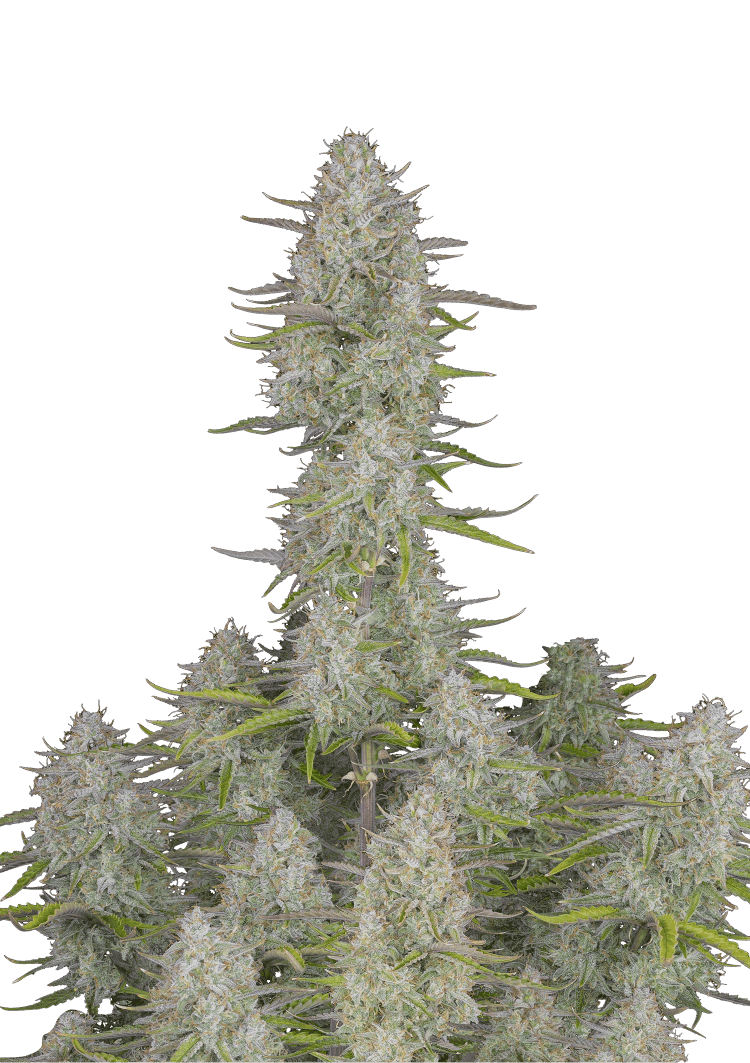 Wedding Cheesecake Auto Seeds