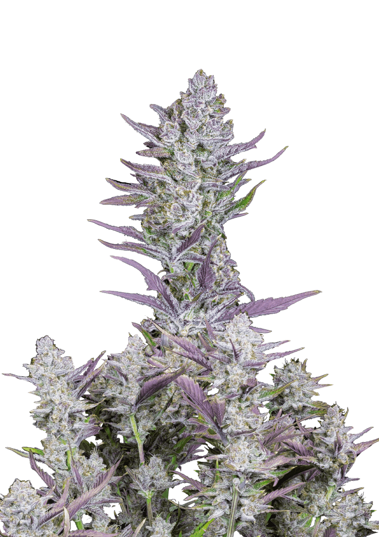 Wedding Glue Auto Seeds