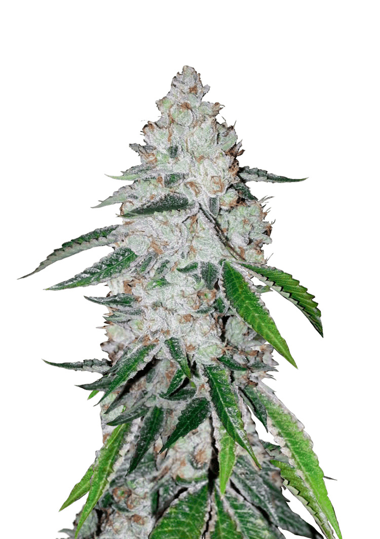 West Coast O.G. Auto Seeds