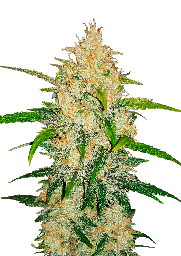 Z Auto Seeds