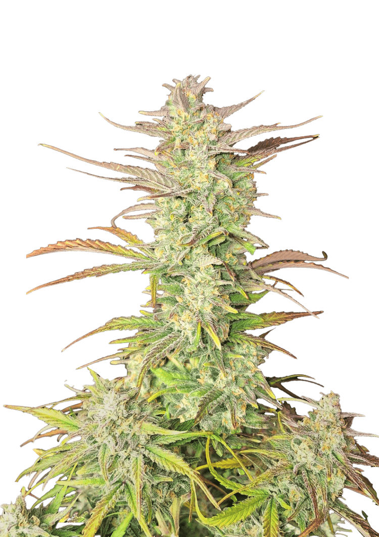 Z-Up Auto Seeds