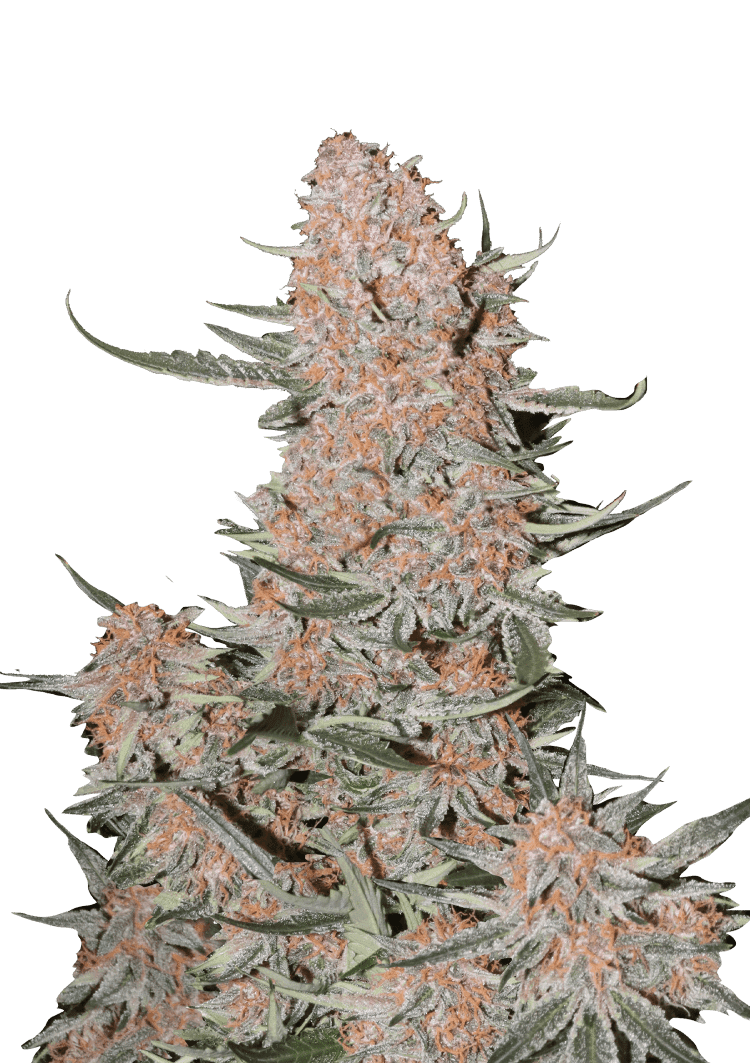 Ztrawberriez Auto Seeds