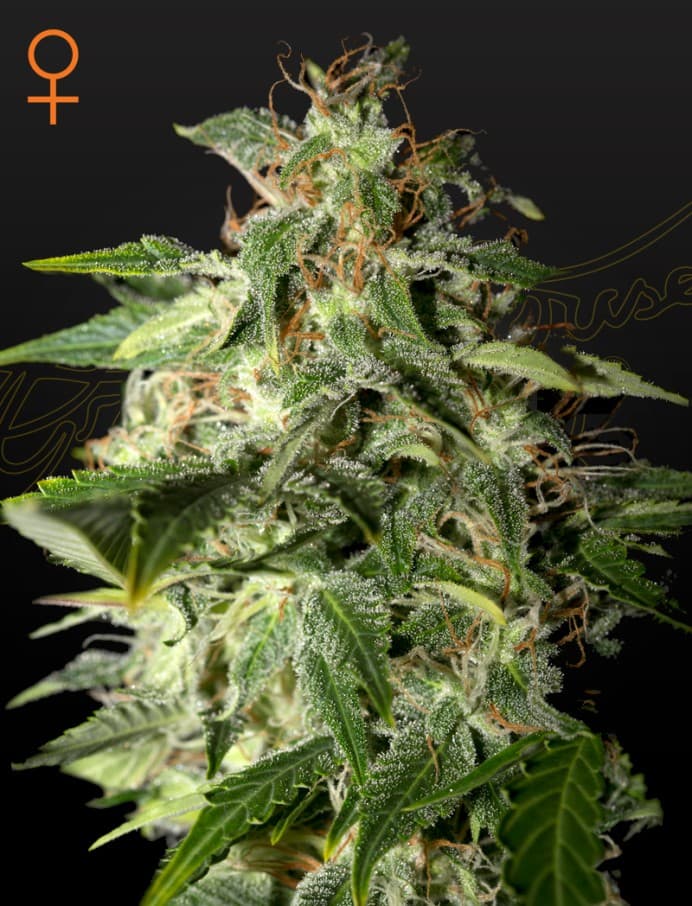 Afgooey Seeds