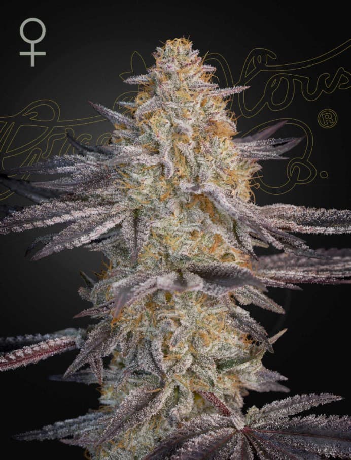 Air Lemon Seeds