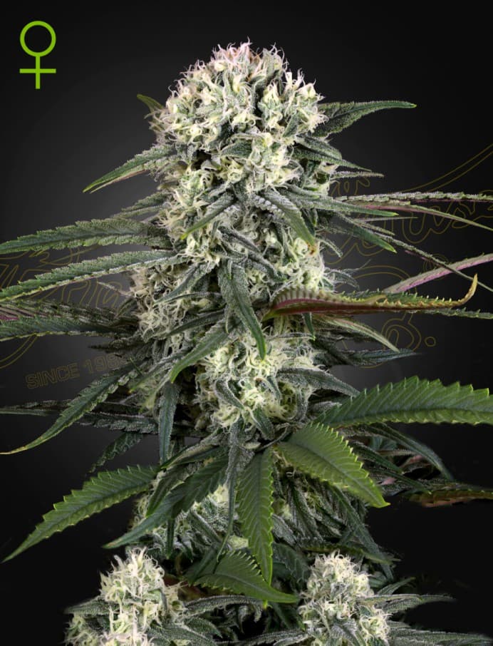 Auto-Bomb Seeds
