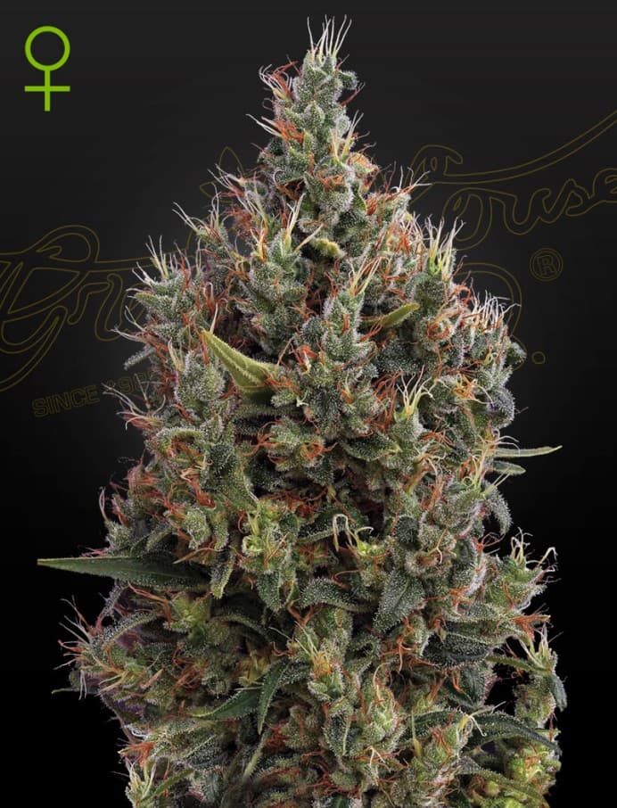 Big Bang Autoflowering Seeds