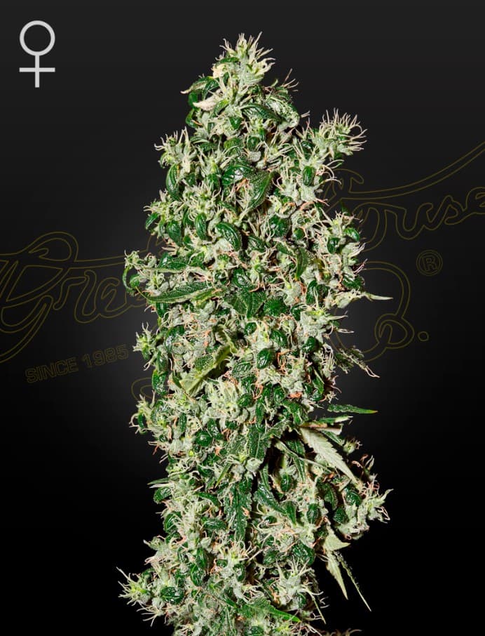 Big Tooth Seeds