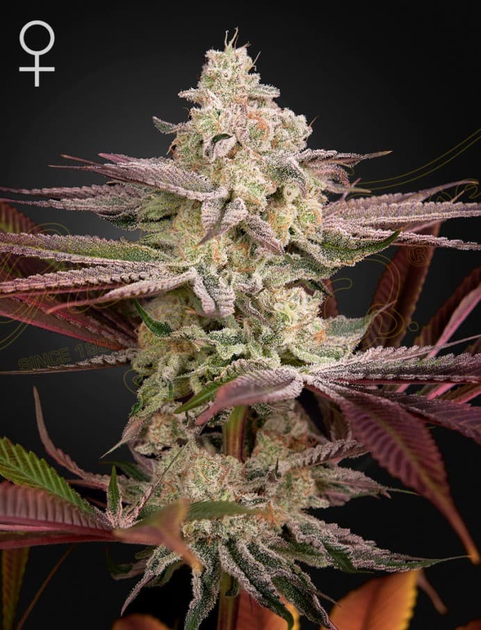 Chemical Bride Seeds