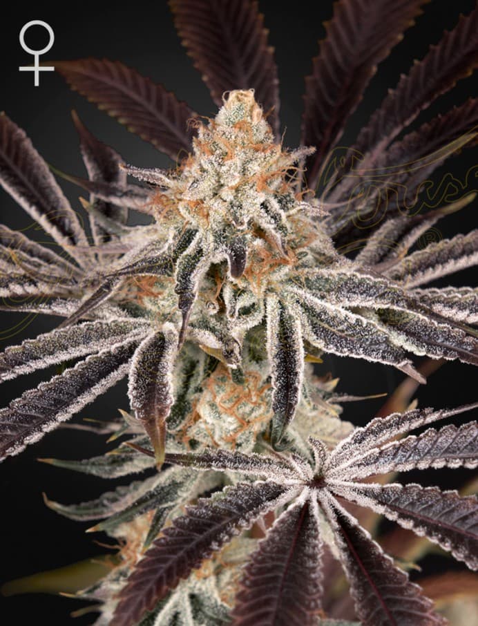 Dark Phoenix Seeds