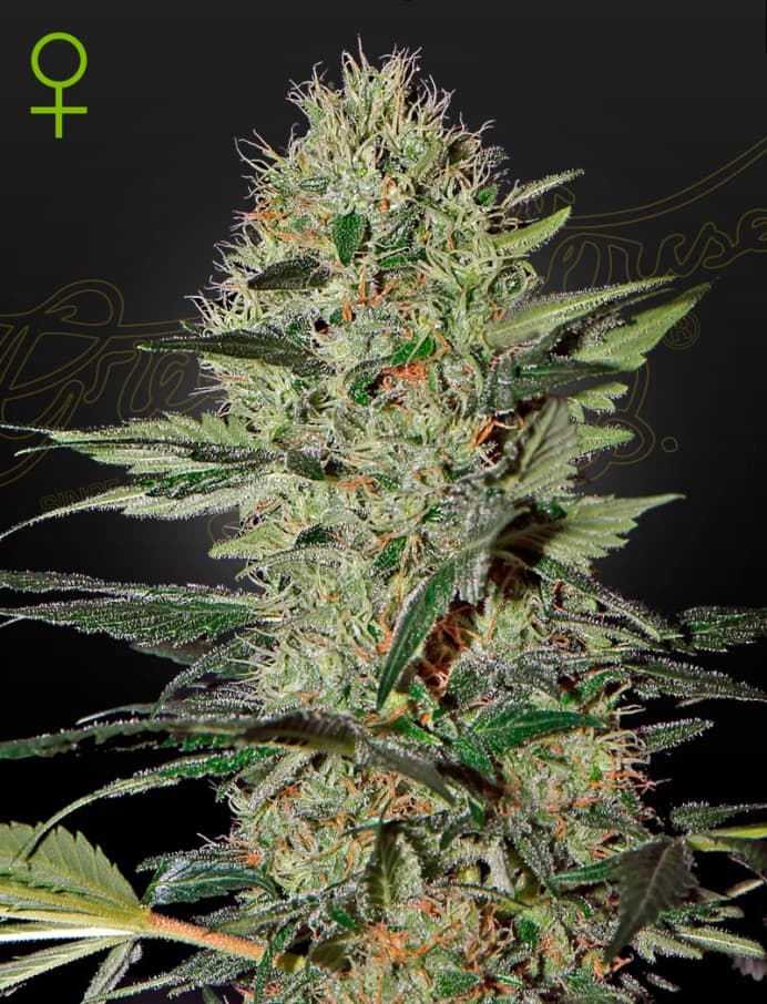 Exodus Cheese Auto Seeds