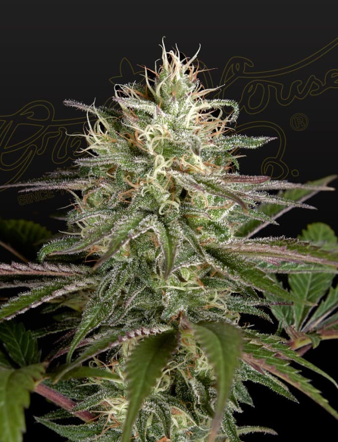 Exodus Cheese x Clemetine Seeds
