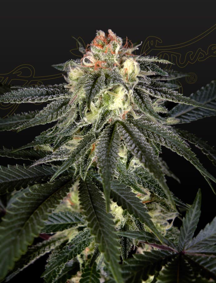 Exodus Cheese x Durban Panama Seeds