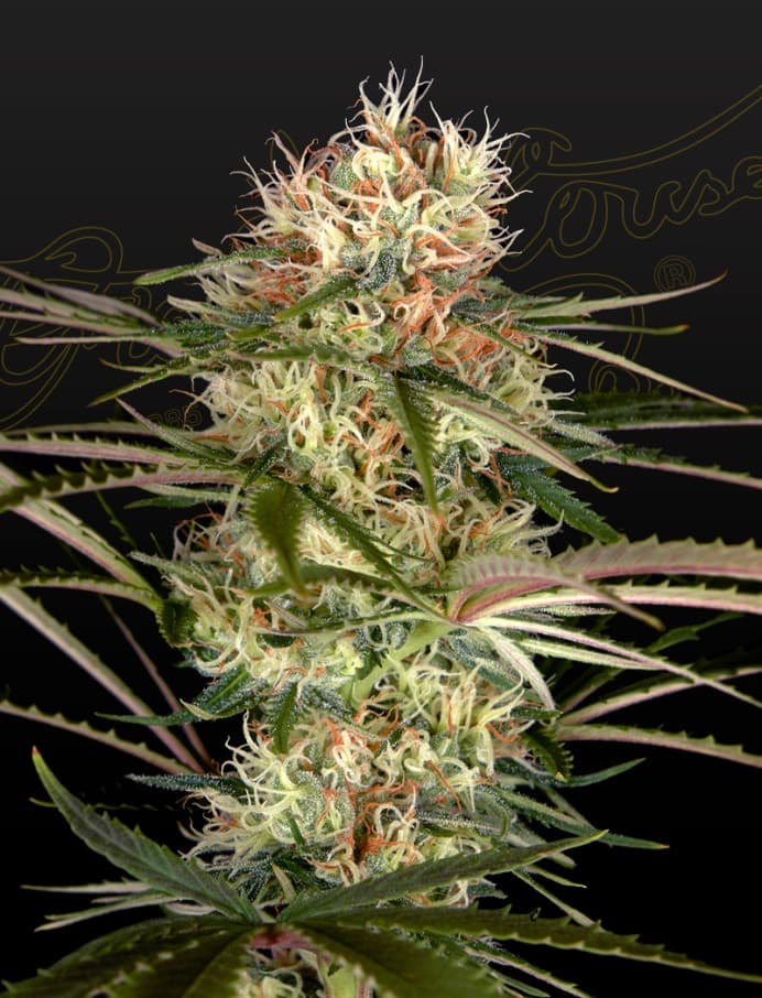 Exodus Cheese x Jack Herer x NL5 Seeds