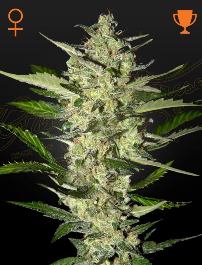 Flowerbomb Kush Seeds