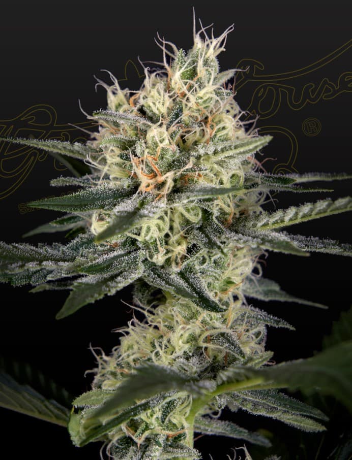Cheese-x-Pineapple-x-Chemdog Seeds