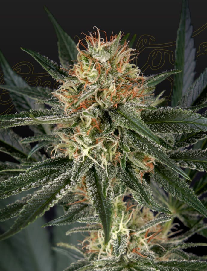 GH Cheese x Durban Panama Seeds